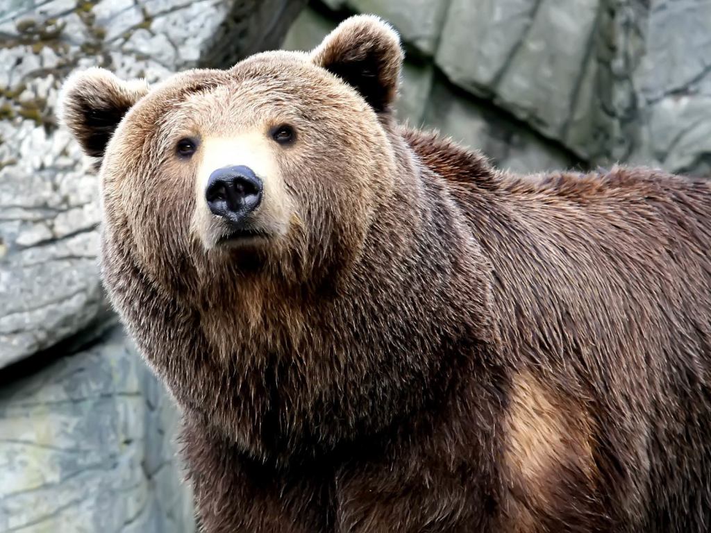 As adorable as bears are, I don't want to meet them on my run. 