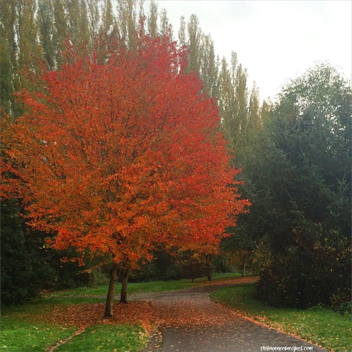 Mile Markers November 8: Sammamish River Trail
