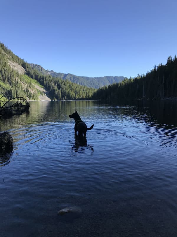 The Making of an Adventure Dog